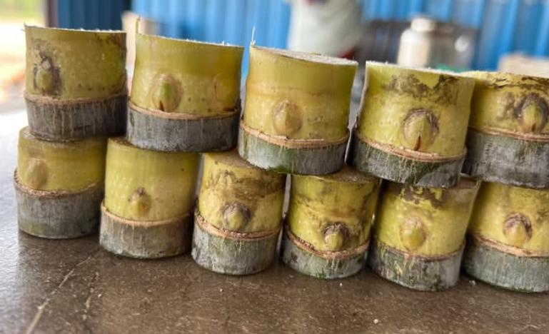 Sugarcane🌱