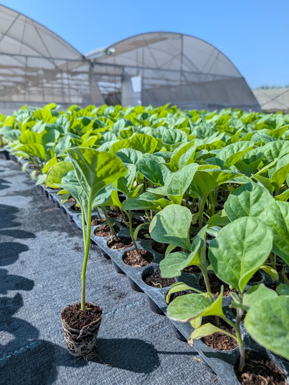 Plant Protection Laboratory