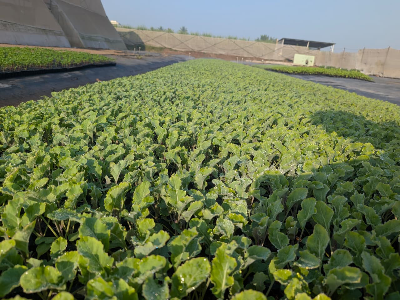 Healthy Agroplus Seedlings