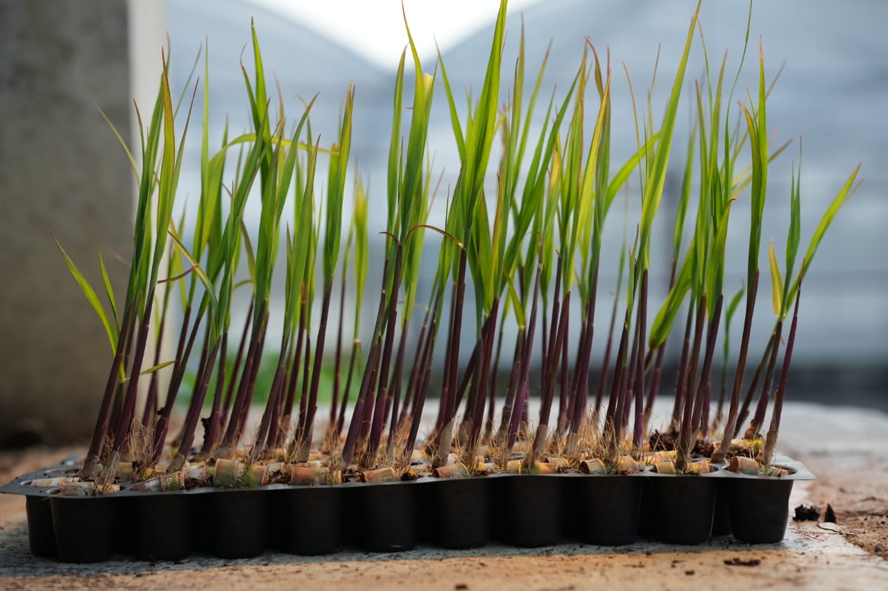 Premium Seedlings Nursery