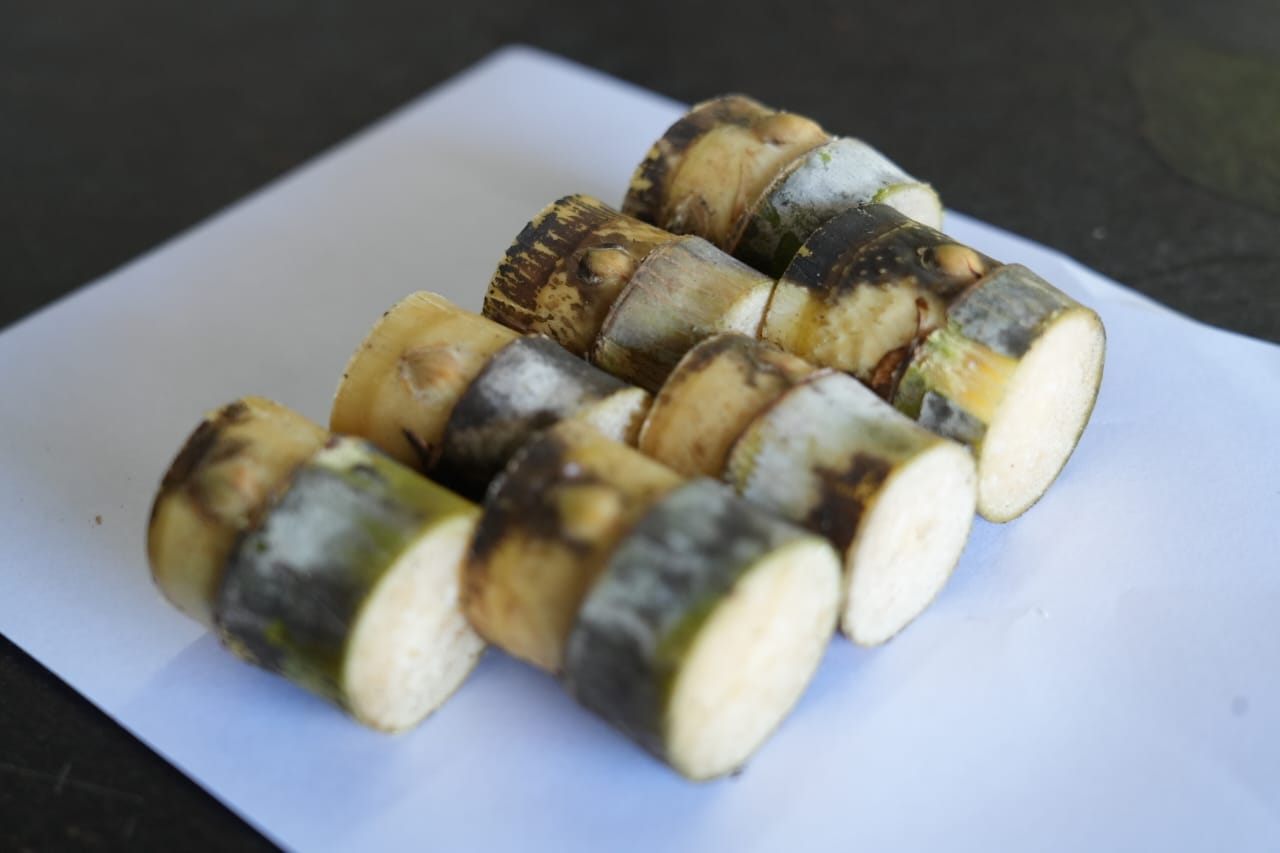 Premium Sugarcane Farming