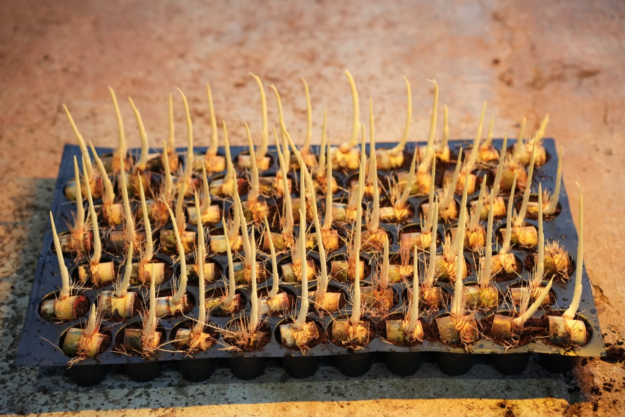 Premium Sugarcane Farming