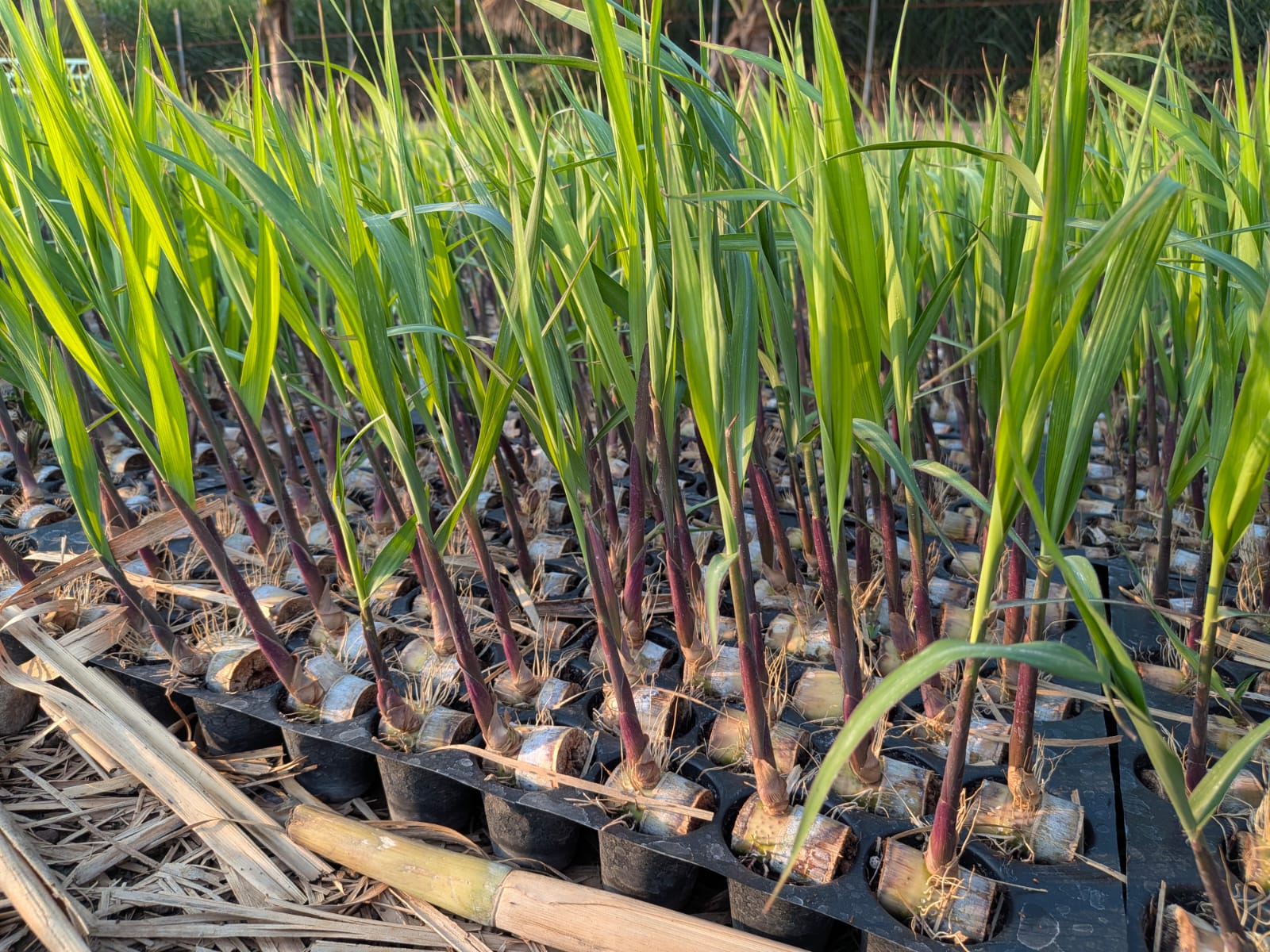 Sugarcane Seedlings