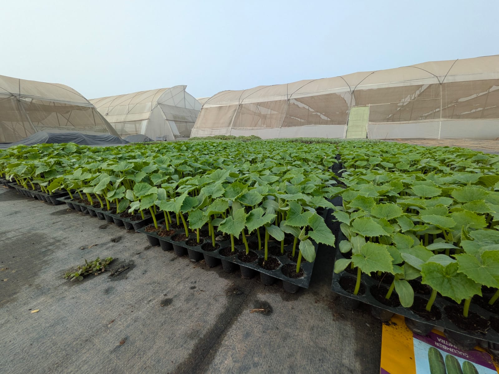 Climate Controlled Polyhouse