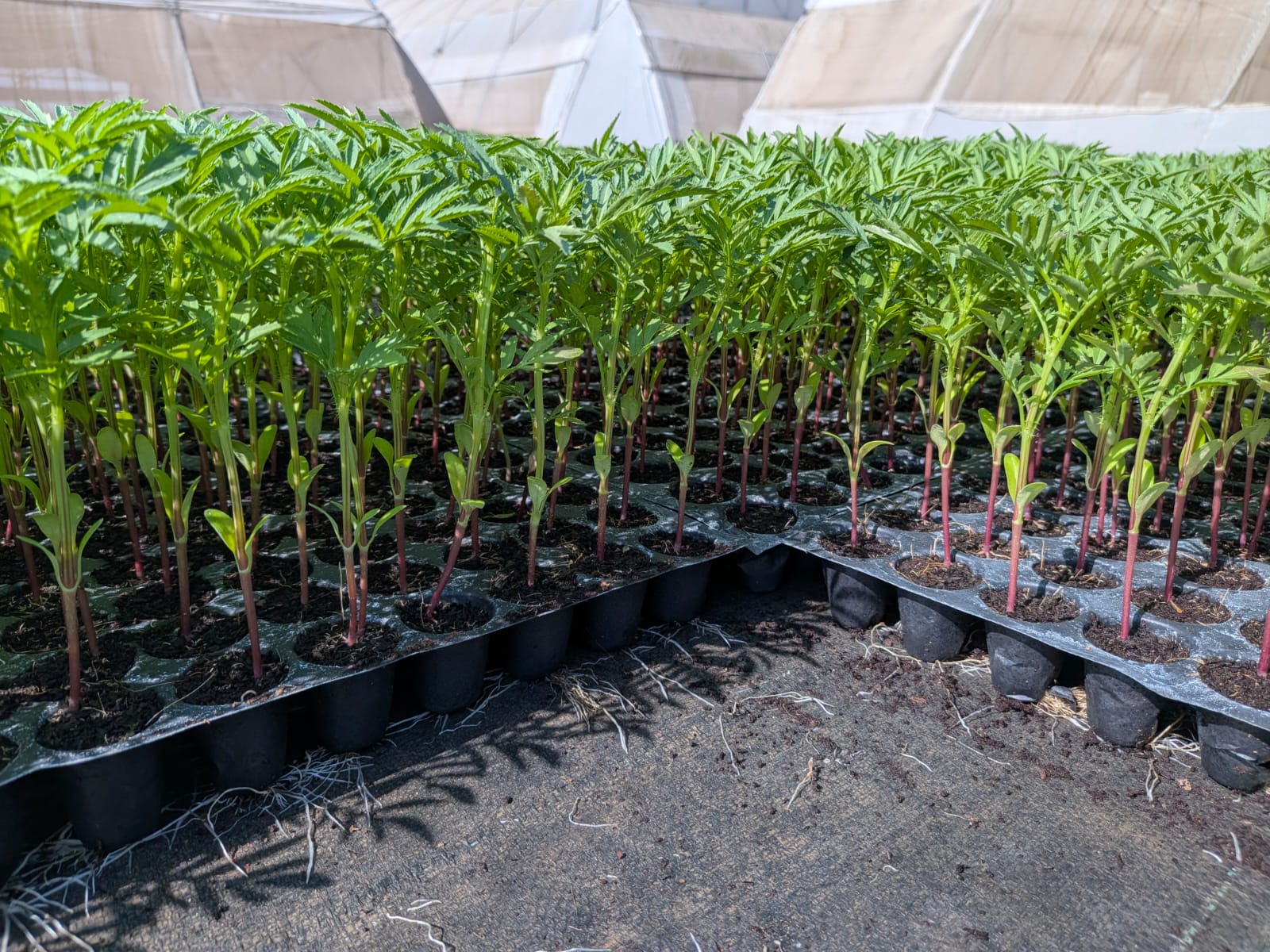 Agroplus Seedlings